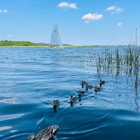 Holenderski Hampton * Dominice