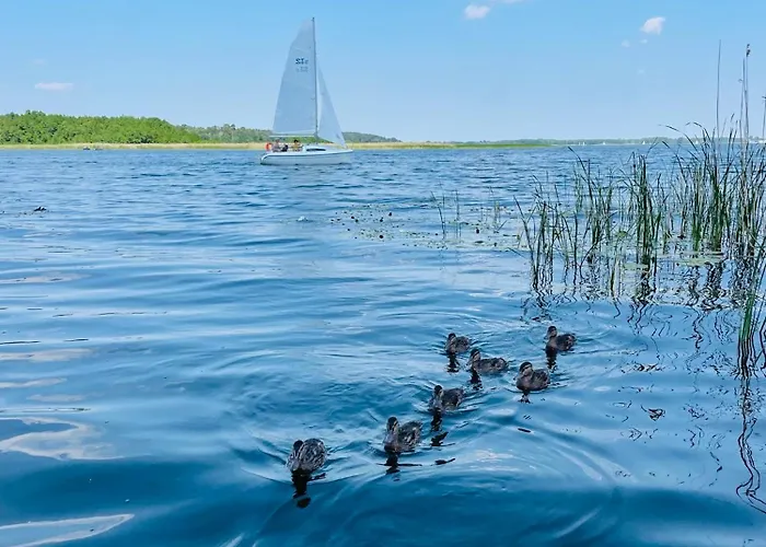 Holenderski Hampton * Dominice